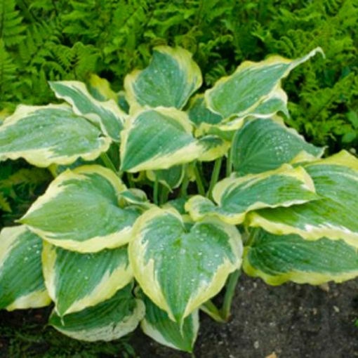 Hosta Shadowland® 'Seducer' ppaf - One Quart Pot Hostas. New Garden Plants