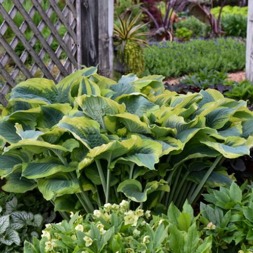 Hosta Shadowland® 'Seducer' ppaf - One Quart Pot Hostas. New Garden Plants