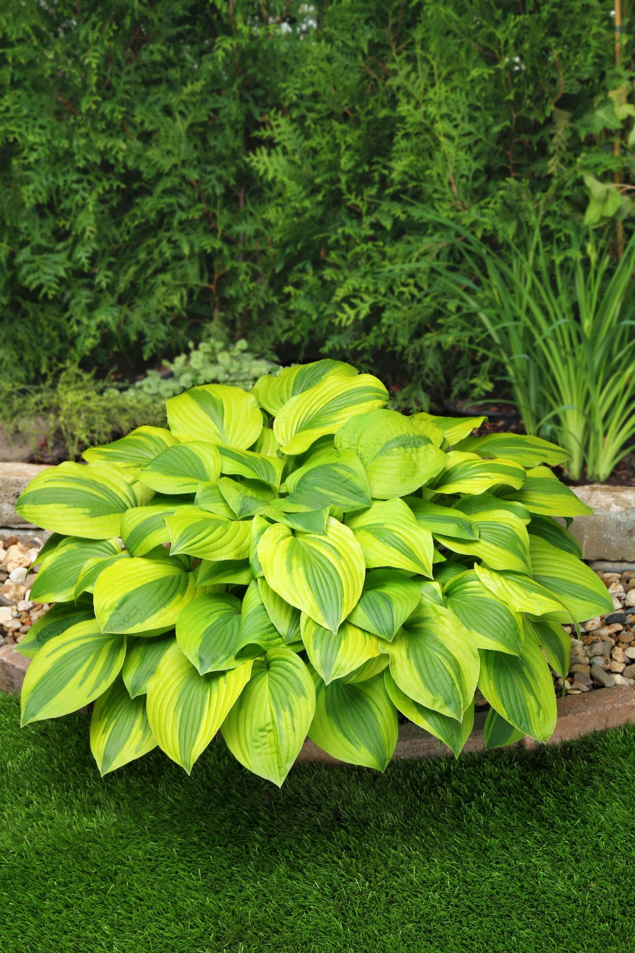 Hosta 'Velvet Moon' - One Quart Pot Hostas. New Garden Plants