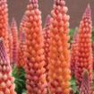 Picture of Lupine WESTCOUNTRY™ 'Salmon Star' - One Quart Pot