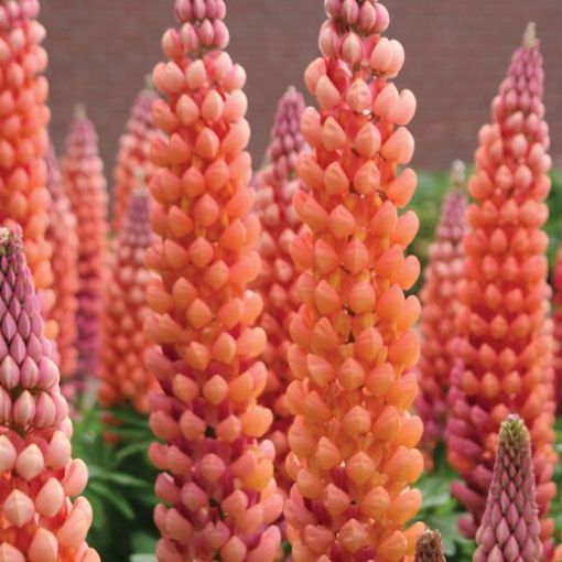 Picture of Lupine WESTCOUNTRY™ 'Salmon Star' - One Quart Pot