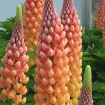 Picture of Lupine WESTCOUNTRY™ 'Salmon Star' - One Quart Pot
