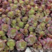 Picture of Sedum 'Dragon's Blood' - One Quart Pot