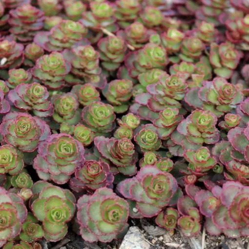Picture of Sedum 'Dragon's Blood' - One Quart Pot