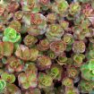 Picture of Sedum 'Dragon's Blood' - One Quart Pot