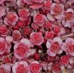 Picture of Sedum 'Dragon's Blood' - One Quart Pot