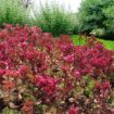 Picture of Sedum 'Dragon's Blood' - One Quart Pot