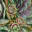 Picture of Sempervivum 'Kalinda' Hens & Chicks - One Quart Pot