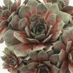 Picture of Sempervivum 'Kalinda' Hens & Chicks - One Quart Pot