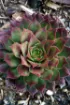 Picture of Sempervivum 'Kalinda' Hens & Chicks - One Quart Pot