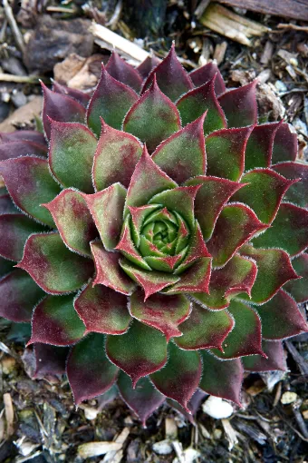 Picture of Sempervivum 'Kalinda' Hens & Chicks - One Quart Pot