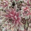 Picture of Sempervivum 'Kalinda' Hens & Chicks - One Quart Pot