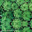 Picture of Sempervivum 'Sunset' Hens & Chicks - One Quart Pot