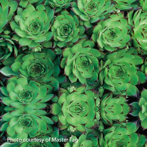 Picture of Sempervivum 'Sunset' Hens & Chicks - One Quart Pot