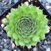 Picture of Sempervivum 'Sunset' Hens & Chicks - One Quart Pot
