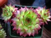 Picture of Sempervivum 'Sunset' Hens & Chicks - One Quart Pot