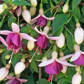 Fuchsia. New Garden Plants
