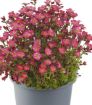 Picture of Saxifraga Scenic™ 'Hot Rose' - One Quart Pot
