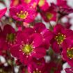 Picture of Saxifraga Scenic™ 'Hot Rose' - One Quart Pot