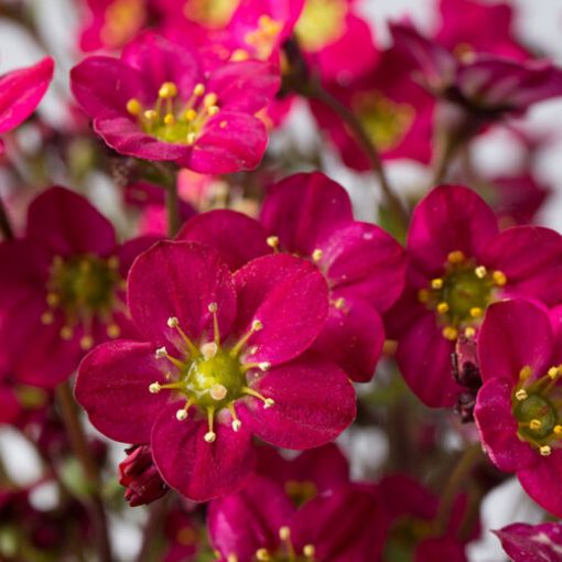 Picture of Saxifraga Scenic™ 'Hot Rose' - One Quart Pot