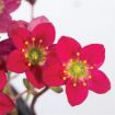 Picture of Saxifraga Scenic 'Red' - One Quart Pot