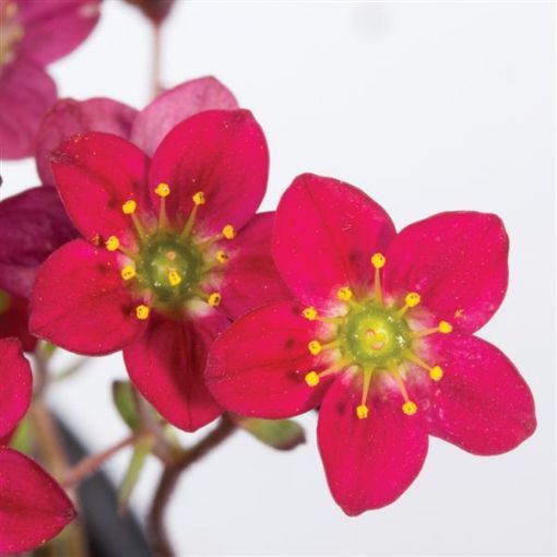 Picture of Saxifraga Scenic 'Red' - One Quart Pot