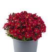 Picture of Saxifraga Scenic 'Red' - One Quart Pot
