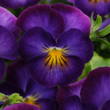 Viola - Violet. New Garden Plants