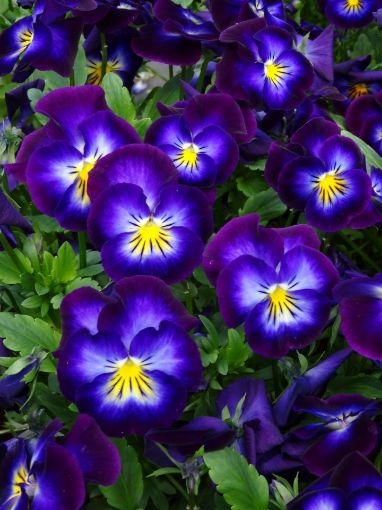 Viola 'Halo Violet' - One Quart Pot. New Garden Plants