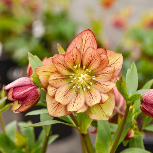 Picture of Helleborus 'Childhood Sweetheart' WEDDING PARTY® Series Lenten Rose - One Quart Pot