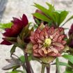 Picture of Helleborus 'Childhood Sweetheart' WEDDING PARTY® Series Lenten Rose - One Quart Pot