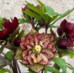 Picture of Helleborus 'Childhood Sweetheart' WEDDING PARTY® Series Lenten Rose - One Quart Pot