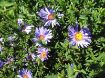 Picture of Aster Professor Kippenberg - One Quart Pot