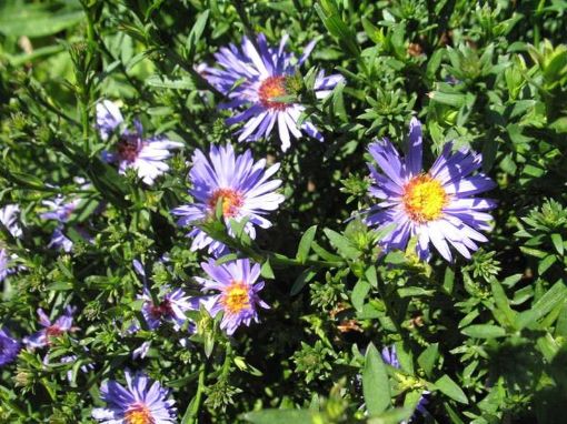 Picture of Aster Professor Kippenberg - One Quart Pot