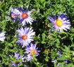 Picture of Aster Professor Kippenberg - One Quart Pot