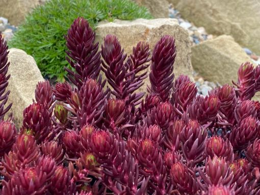 Picture of Sedum Tight & Tidy™ Sedum Red Angelina™ - One Quart Pot 
